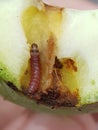 Fruit borer on mango fruit Royalty Free Stock Photo