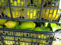 Fruit Boxes Full Of Lemon. Workers Picking Lemons And Carrying The Basket To Collect The Lemon Into The Box Murcia, Spain, 2019