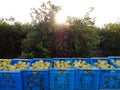 Fruit boxes full of lemon. Workers picking lemons and carrying the basket to collect the lemon into the box Murcia, Spain Royalty Free Stock Photo
