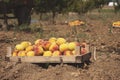 Fruit boxes with red ripe peaches in the garden. Royalty Free Stock Photo