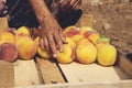 Fruit boxes with red ripe peaches in the garden, a lot of peaches Royalty Free Stock Photo