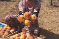 Fruit boxes with red ripe peaches in the garden, a lot of peaches Royalty Free Stock Photo