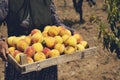 Fruit boxes with red ripe peaches in the garden, a lot of peaches Royalty Free Stock Photo