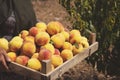 Fruit boxes with red ripe peaches in the garden, a lot of peaches Royalty Free Stock Photo