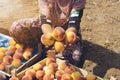 Fruit boxes with red ripe peaches in the garden, a lot of peaches Royalty Free Stock Photo