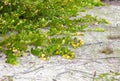 Chrysobalanus icaco plants in Florida