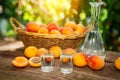 Fruit brandy in shot glass with fresh apricots Royalty Free Stock Photo