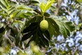 Fruit of a Breadfruit, Artocarpus altilis