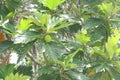Fruit of breadfruit green leaves