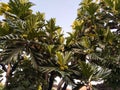 The fruit and breadfruit tree (Artocarpus altilis) Royalty Free Stock Photo