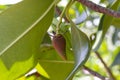 Fruit of Bruguiera gymnorrhiza, Black mangrove, Swart-wortelboom, Isikhangati or Isihlobane hanging on tree. is a Thai herb. Royalty Free Stock Photo