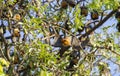 Fruit bat or flying fox in tree