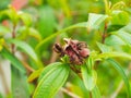 Fruit of Buah Senduduk Royalty Free Stock Photo