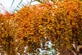 Fruit bunch of date palm tree Phoenix dactylifera Royalty Free Stock Photo
