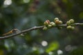 Bunch of green coffee is still on branches and dragonflies