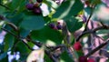 fruit bushes of Saskatoon berries inky hue Royalty Free Stock Photo