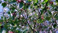 fruit bushes of Saskatoon berries inky hue Royalty Free Stock Photo