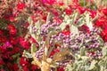 Fruit cactus - ficus Indian Opuntia ficus-indica, pink edible fruit on the succulent plant