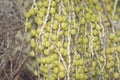 Corozo tropical fruit - Bactris guineensis