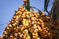 Corozo tropical fruit - Bactris guineensis