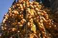 Corozo tropical fruit - Bactris guineensis