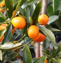 fruit called Kumquat on the tree in the orchard