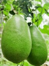 Green lamon  fruit Royalty Free Stock Photo