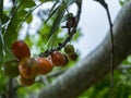 A fruit called Siriguela