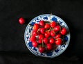 Cherry- prunus pseudocerasus