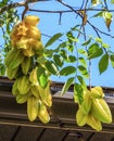 Fruit of the Carambola or Starfruit Tree