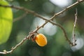 The fruit of Casearia velutina (Gossypiospermum, Synandrina)