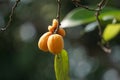 The fruit of Casearia velutina (Gossypiospermum, Synandrina)