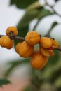 The fruit of Casearia velutina (Gossypiospermum, Synandrina)