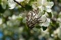 fruit caterpillars on an apple tree branch, pests and eaters of fruit-bearing plants, wild