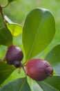 Fruit of Cattley guava or Peruvian guava (Psidium littorale susp. longipes).