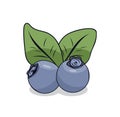 Blueberry design illustration