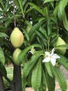 Fruit of Cerbera odollam or Othalanga.