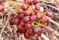 Fruit of Chamaerops humilis Mediterranean dwarf palm. They are the rough and small fruits of the palm heart in the form of berries Royalty Free Stock Photo