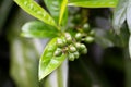 Fruit of a Cherry Laurel