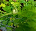 Fruit of a cherry tomato plant Royalty Free Stock Photo