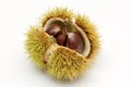 Fruit of chestnut tree