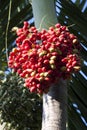 Fruit of the Christmas Palm Royalty Free Stock Photo