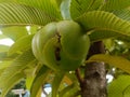 The fruit chulta chalta or elephant apple Royalty Free Stock Photo