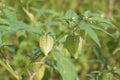 Fruit of ciplukan or physalis angulata