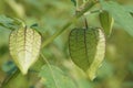 Fruit of ciplukan or physalis angulata