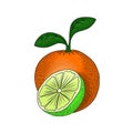 Fruit citrus orange lime illustration vegetarian healthy food element for design isolated on white background