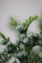 Fruit close up background juniperus thurifera family cupressaceae big size high quality botanical print