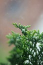 Fruit close up background juniperus thurifera family cupressaceae big size high quality botanical print