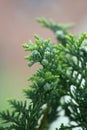 Fruit close up background juniperus thurifera family cupressaceae big size high quality botanical print