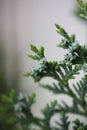 Fruit close up background juniperus thurifera family cupressaceae big size high quality botanical print